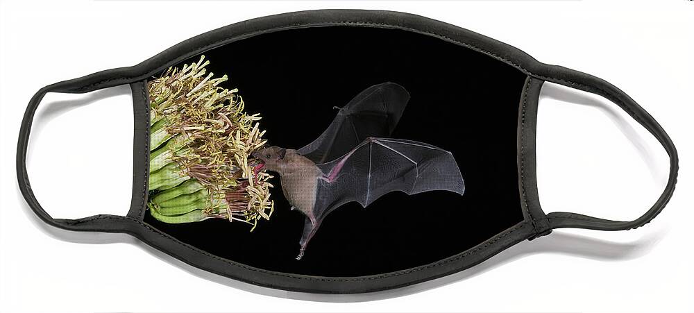 Mp Face Mask featuring the photograph Lesser Long-nosed Bat Leptonycteris by Tom Vezo