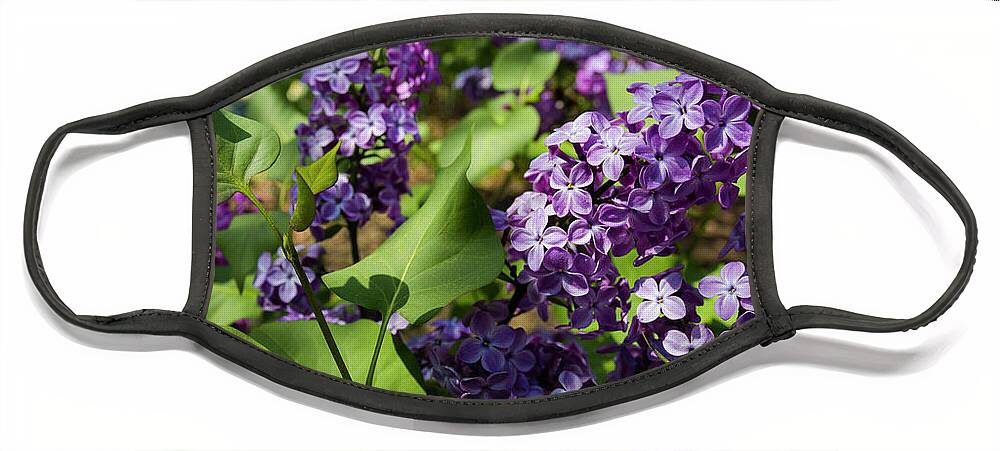 National Arboretum Face Mask featuring the photograph Lilac by Agnes Caruso
