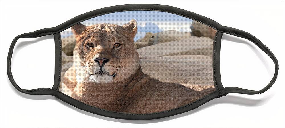 Female Face Mask featuring the photograph Lion by Michele A Loftus
