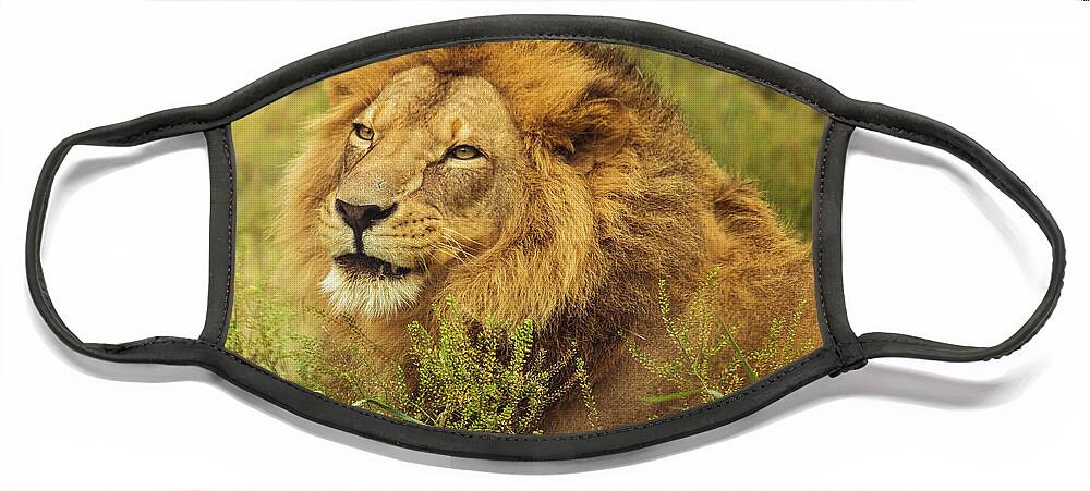 African Face Mask featuring the photograph African Lion Portrait by Joann Copeland-Paul