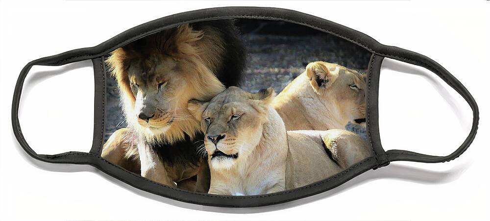 Lions Face Mask featuring the photograph Lion Pride Memphis Zoo by Veronica Batterson