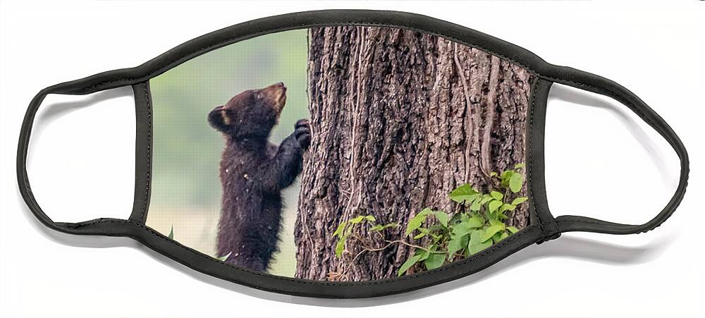 Blue Ridge Mountains Face Mask featuring the photograph Little Bear BIg Tree by Sylvia J Zarco
