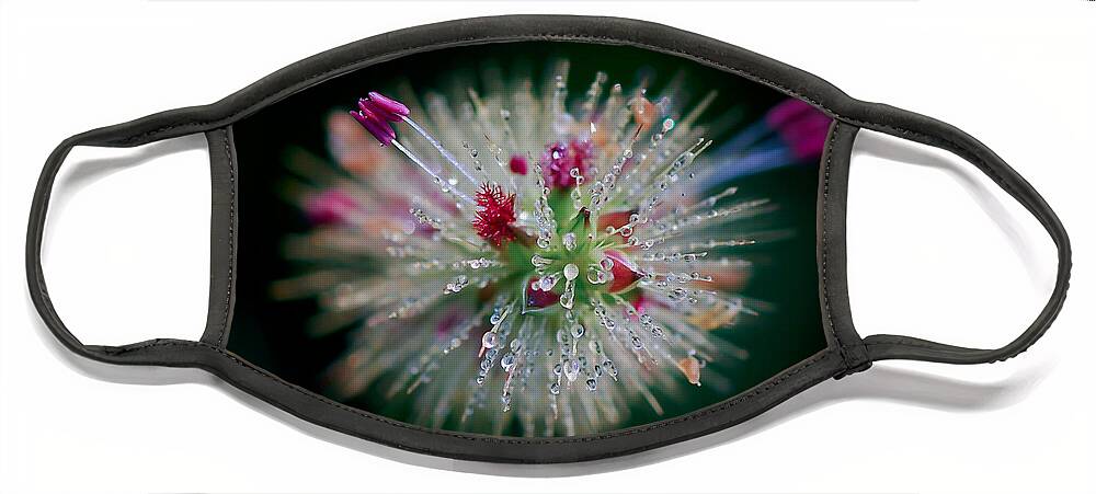 Droplets Face Mask featuring the photograph Little Drops 2 by Kerri Farley