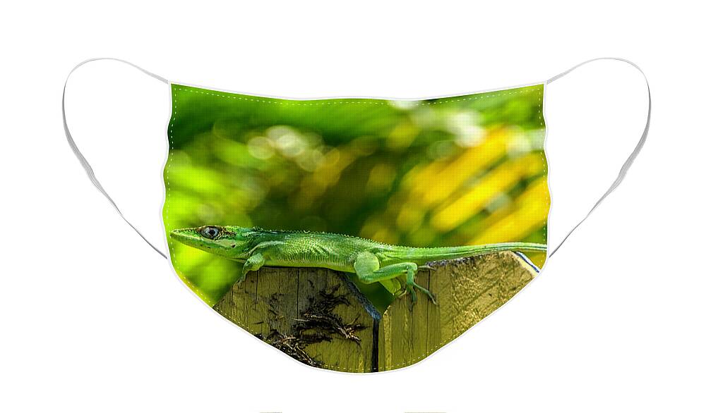 Iguana Face Mask featuring the photograph Little Green Visitor by Wolfgang Stocker
