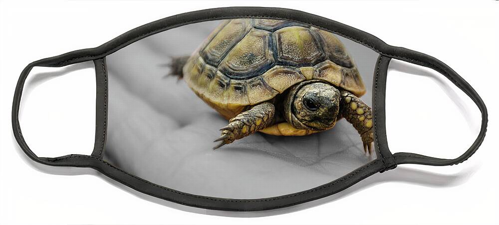 Turtle Face Mask featuring the photograph Little Turtle Baby by Wolfgang Stocker