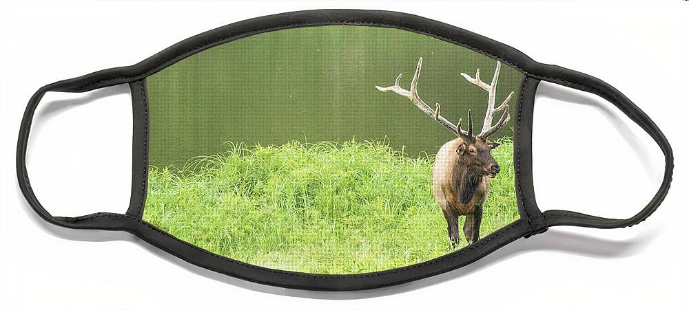 Elk Face Mask featuring the photograph Lone Elk by Holly Ross