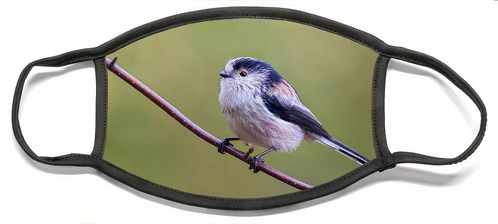 Long Tailed Tit Face Mask featuring the photograph Long Tailed Tit  Aegithalos caudatus by Chris Smith