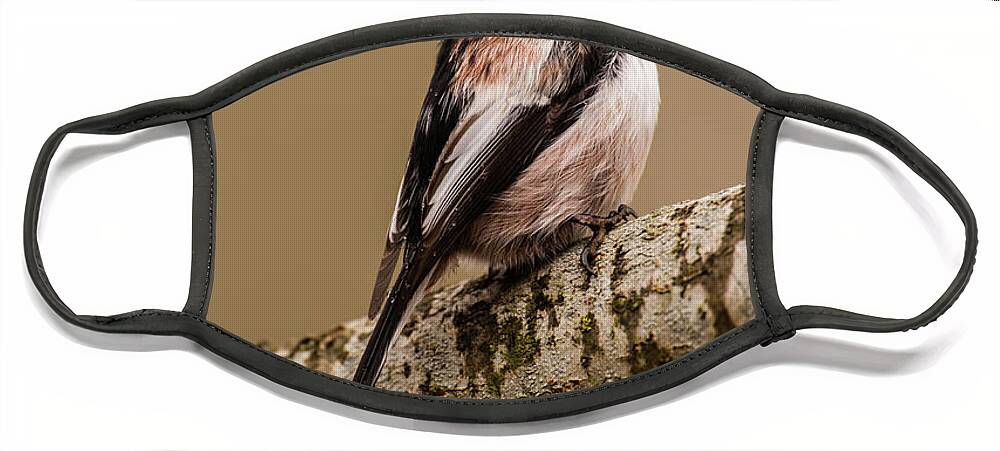 Long-tailed Tit Face Mask featuring the photograph Long-tailed tit on the oak branch by Torbjorn Swenelius