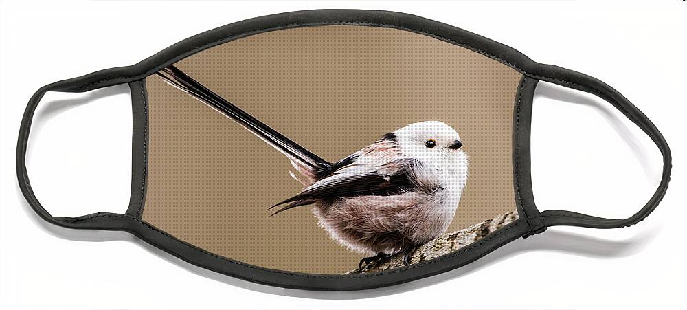 Long-tailed Tit Face Mask featuring the photograph Long-tailed tit wag the tail by Torbjorn Swenelius