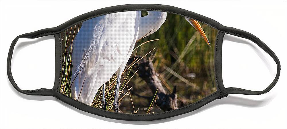 Great White Egret Hunt Hunting Looking For Lunch Day Sun Sunny Sunshine Fall Autumn Vertical Wildlife Bird Birds Refuge Nature Face Mask featuring the photograph Looking For Lunch by Patrick Campbell