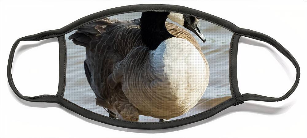Jan Holden Face Mask featuring the photograph Canada Goose Looking Pretty by Holden The Moment