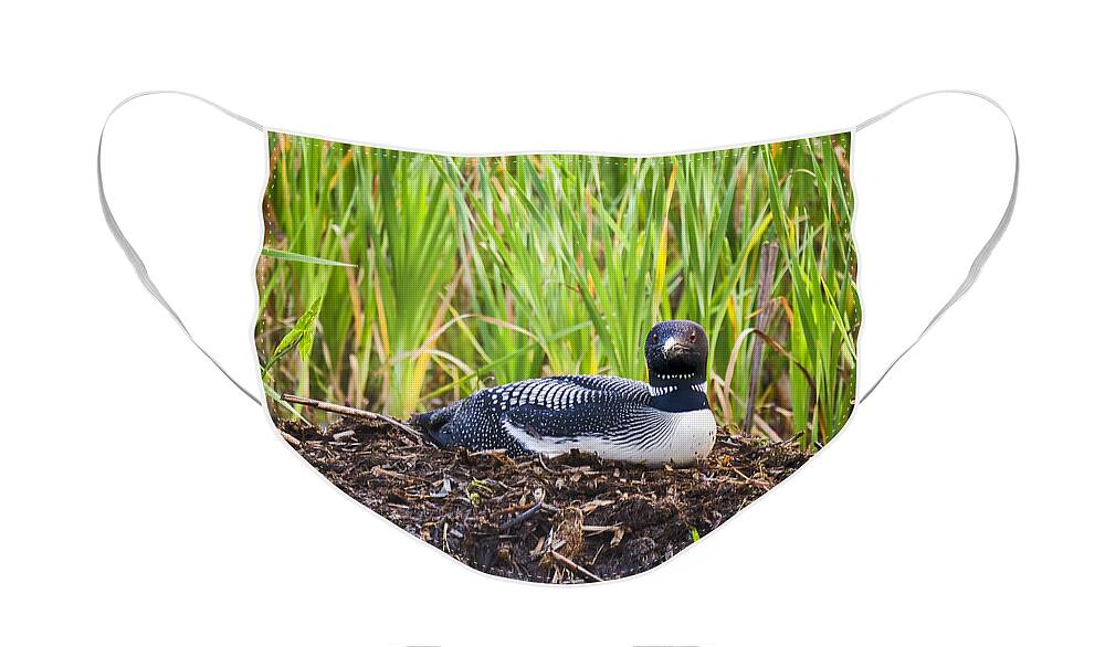Bird Face Mask featuring the photograph Loon on Nest - Norway - Maine by Steven Ralser