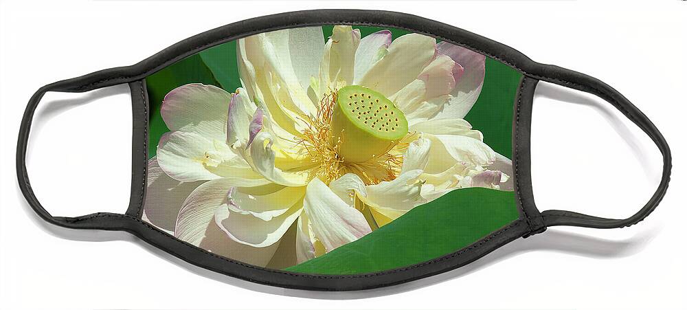 Lotus Face Mask featuring the photograph Lotus--Doubled-Up iii DL0103 by Gerry Gantt
