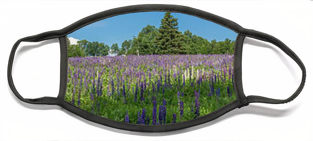 Flowers Face Mask featuring the photograph Lupine Field by Darryl Hendricks