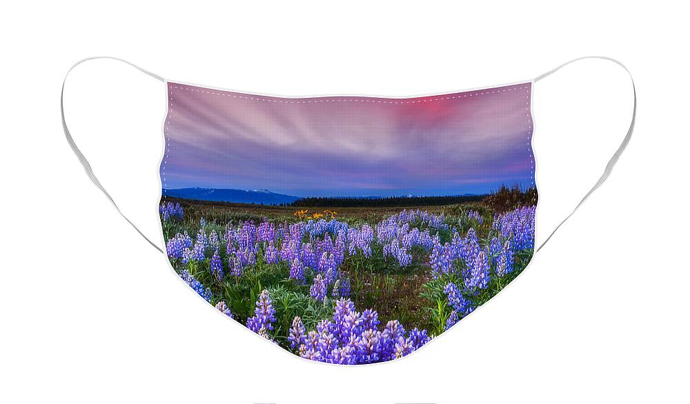 Wildflowers Face Mask featuring the photograph Lupine Morning by Darren White
