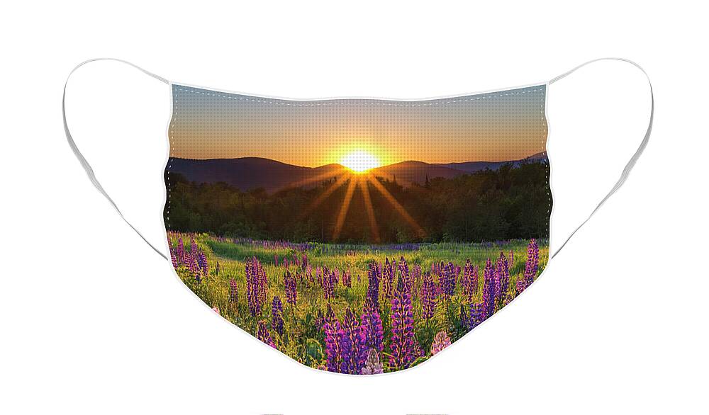 Lupine Face Mask featuring the photograph Lupine Sunrise Sugar Hill by White Mountain Images