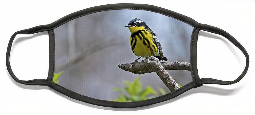 Magnolia Warbler Face Mask featuring the photograph Maggie... by Nina Stavlund