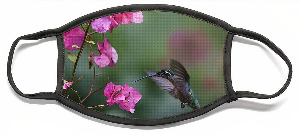 00429542 Face Mask featuring the photograph Magnificent Hummingbird Female Feeding by Tim Fitzharris