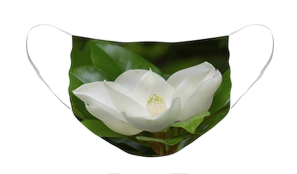 Magnolia Face Mask featuring the photograph Magnolia Blossom by Paul Rebmann