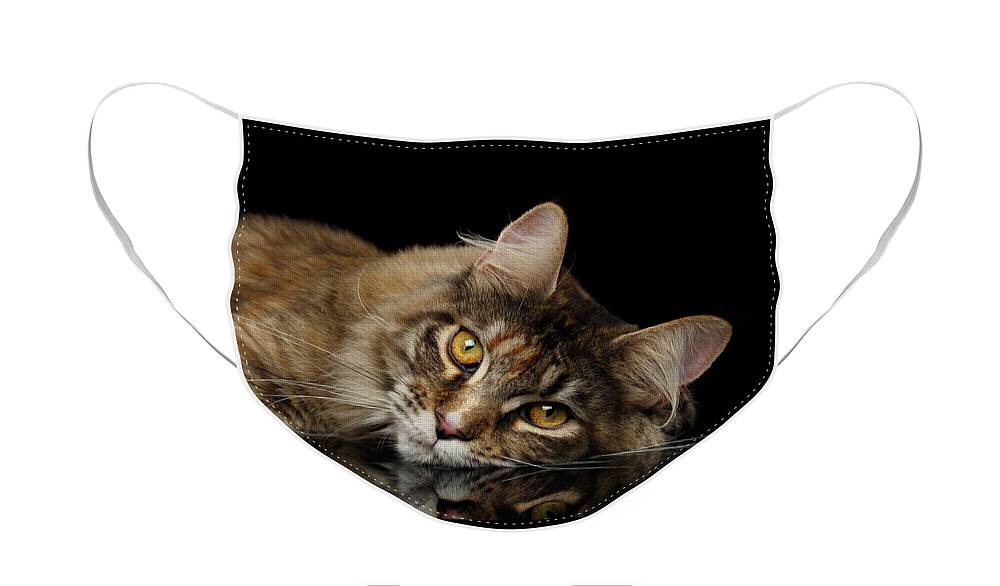 Cat Face Mask featuring the photograph Maine Coon Cat Lying, Looks Cute Isolated on Black Background by Sergey Taran