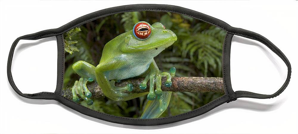 Mp Face Mask featuring the photograph Malagasy Web-footed Frog Boophis Luteus by Piotr Naskrecki