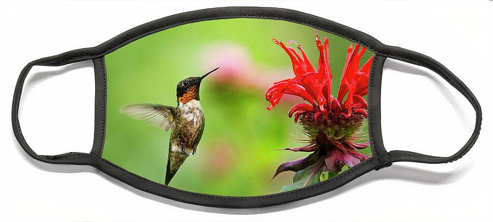 Hummingbird Face Mask featuring the photograph Male Ruby-Throated Hummingbird Hovering Near Flowers by Christina Rollo