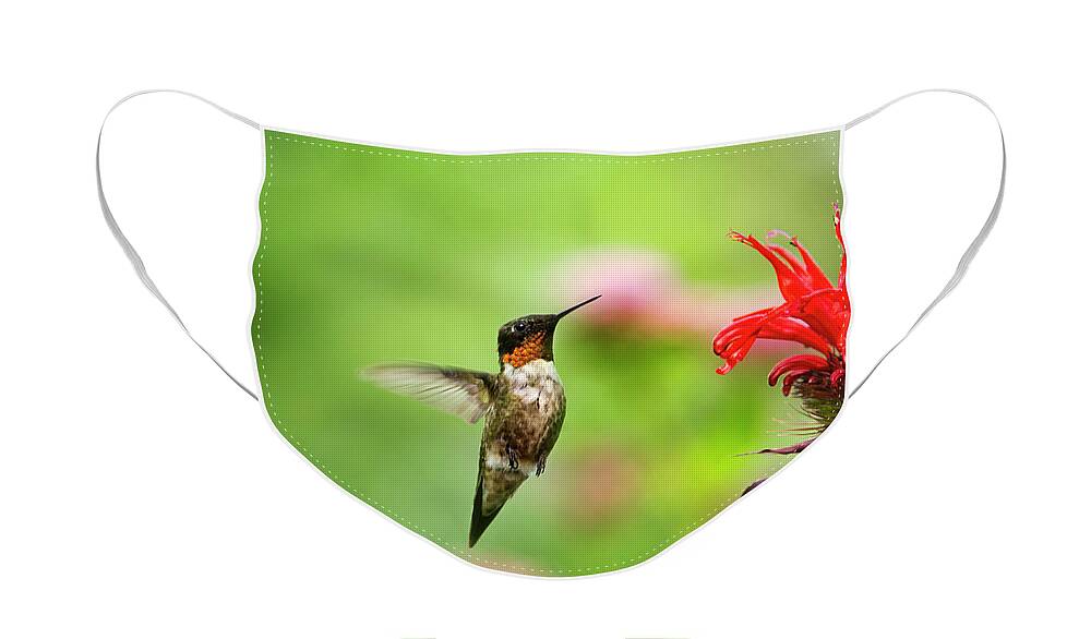Hummingbird Face Mask featuring the photograph Male Ruby-Throated Hummingbird Hovering Near Flowers by Christina Rollo