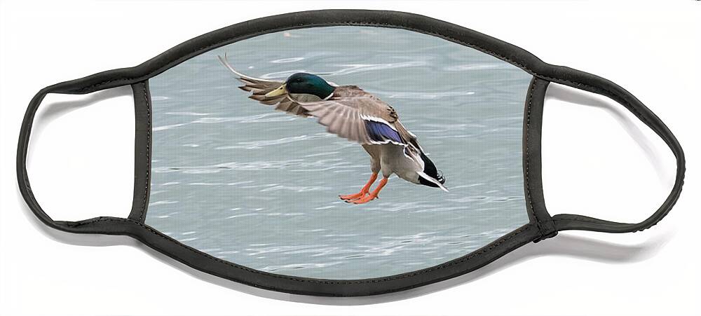 Mallard Face Mask featuring the photograph Mallard Drake Coming In For A Landing On The Ohio by Holden The Moment
