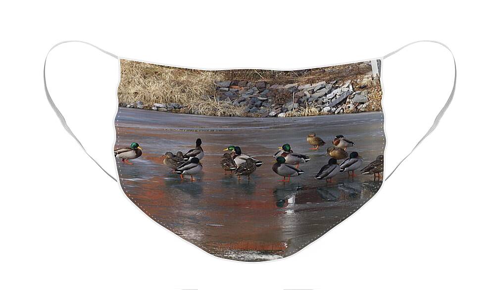 Marcia Lee Jones Face Mask featuring the photograph Mallards Discussing The Weather by Marcia Lee Jones
