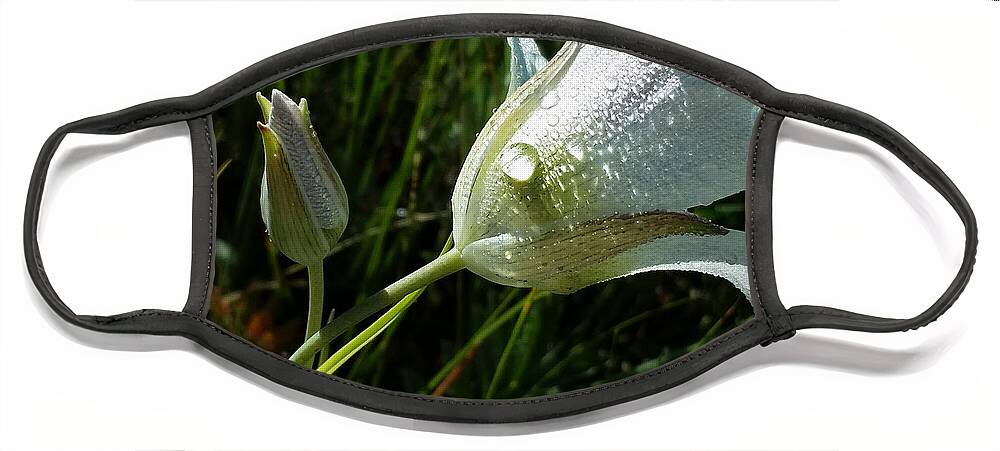 Dew;drops Face Mask featuring the photograph Mariposa Dew Rocky Mountain Meadow by Laura Davis