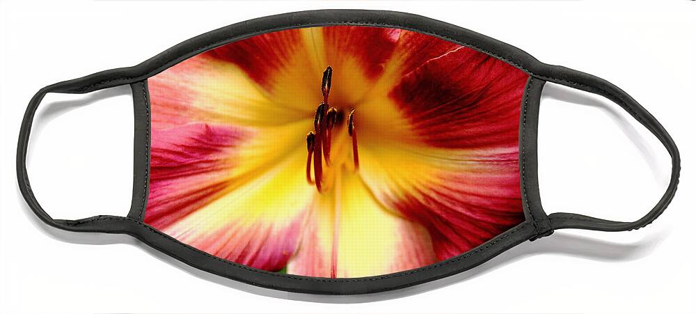 Flower Face Mask featuring the photograph Maroon Daylily by Allen Nice-Webb
