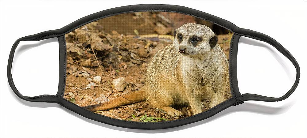 Zoo Face Mask featuring the photograph Meerkat by John Benedict