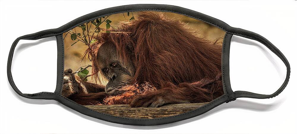 Orangutan Face Mask featuring the photograph Melancholy by Michael McKenney