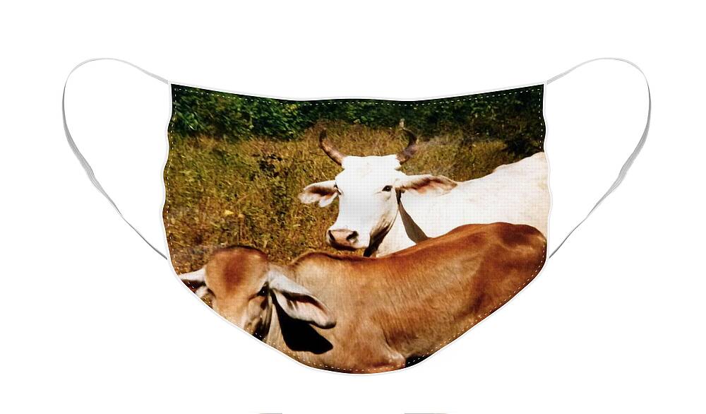 Mexico Face Mask featuring the photograph Mexican Cattle by Will Borden