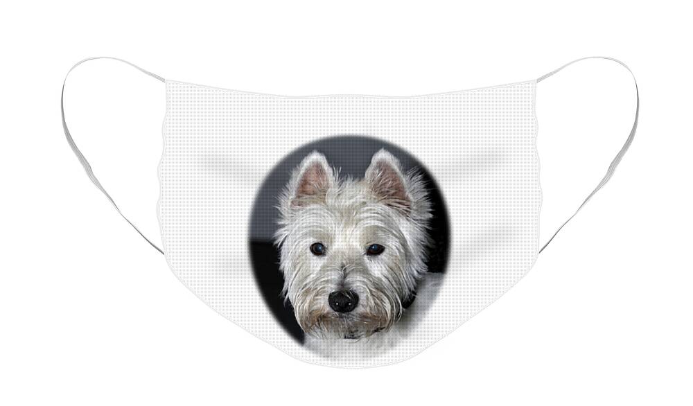 Purebred Face Mask featuring the photograph Mischievous Westie Dog by Bob Slitzan
