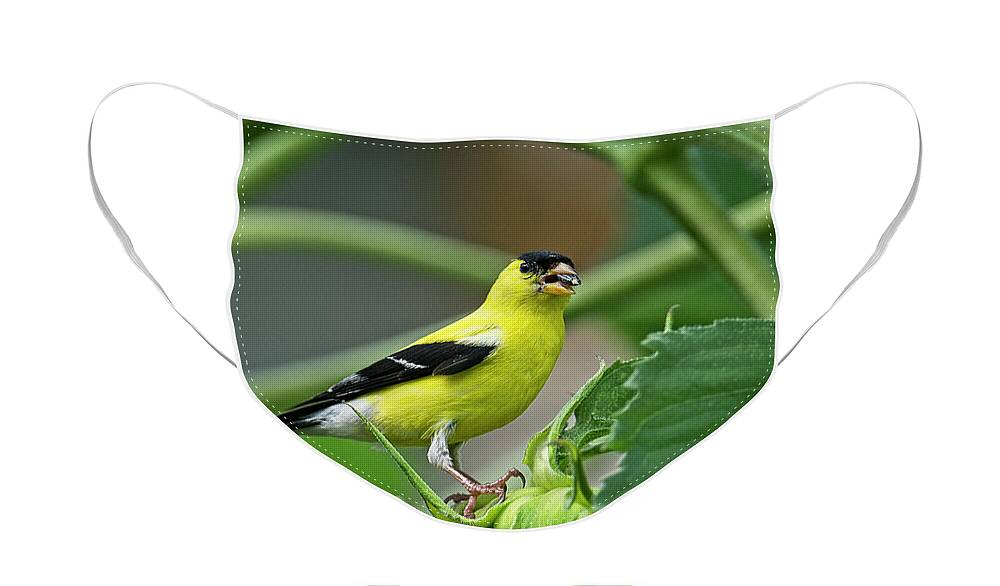 Goldfinch Face Mask featuring the photograph Moe by Craig Leaper