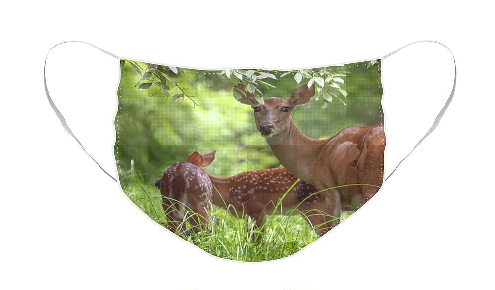 Deer Face Mask featuring the photograph Mom with Twins by Susan Rissi Tregoning