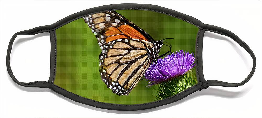 Animal Face Mask featuring the photograph Monarch Butterfly on a Thistle by Jeff Goulden