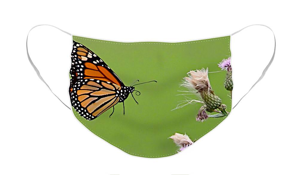 Butterfly Face Mask featuring the photograph Monarch Butterfly by William Jobes