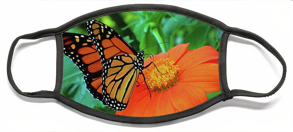 Monarch Face Mask featuring the photograph Monarch on Mexican Sunflower by Nicole Angell