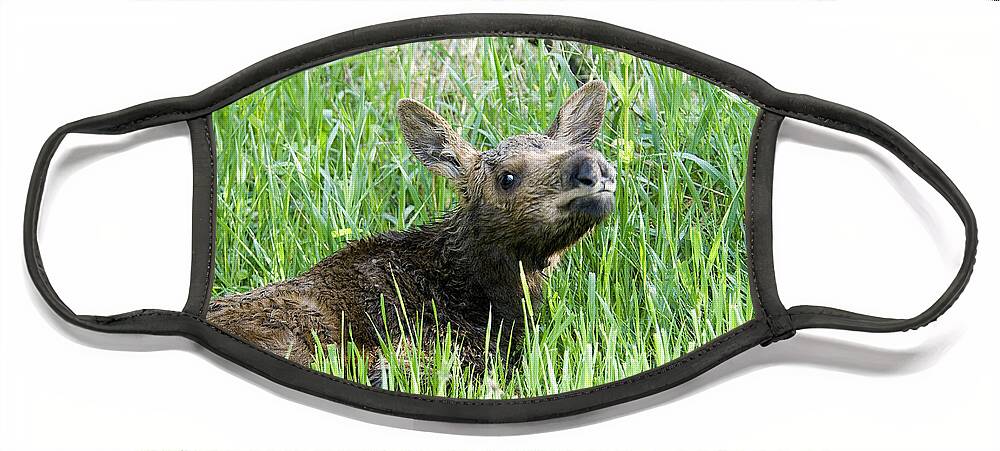 Moose Face Mask featuring the photograph Moose Baby by Gary Beeler
