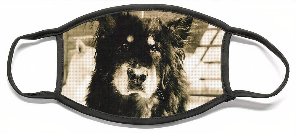 Dogs Face Mask featuring the photograph Moose by Sandra Dalton