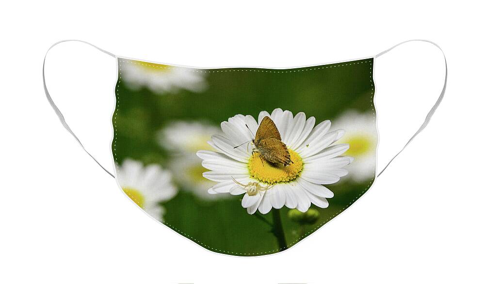 Moth Face Mask featuring the photograph Moth Meets Spider by Steph Gabler