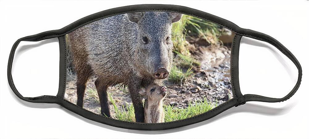 Arizona Face Mask featuring the photograph Mother and Baby Javelina by Steve Wolfe