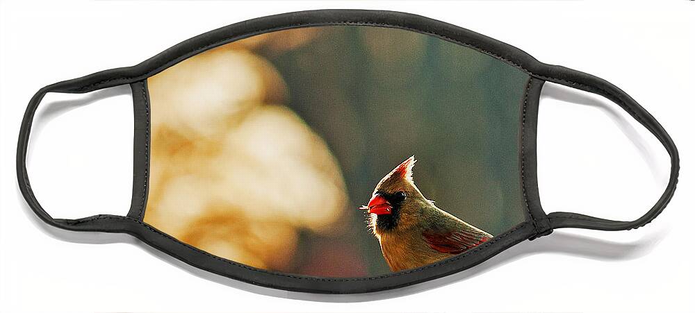Northern Cardinal Face Mask featuring the photograph Mouthful by Ed Peterson