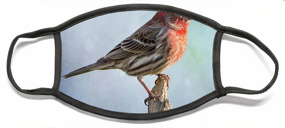 Chordata Face Mask featuring the photograph Mr House Finch Perched On Blues by Bill and Linda Tiepelman