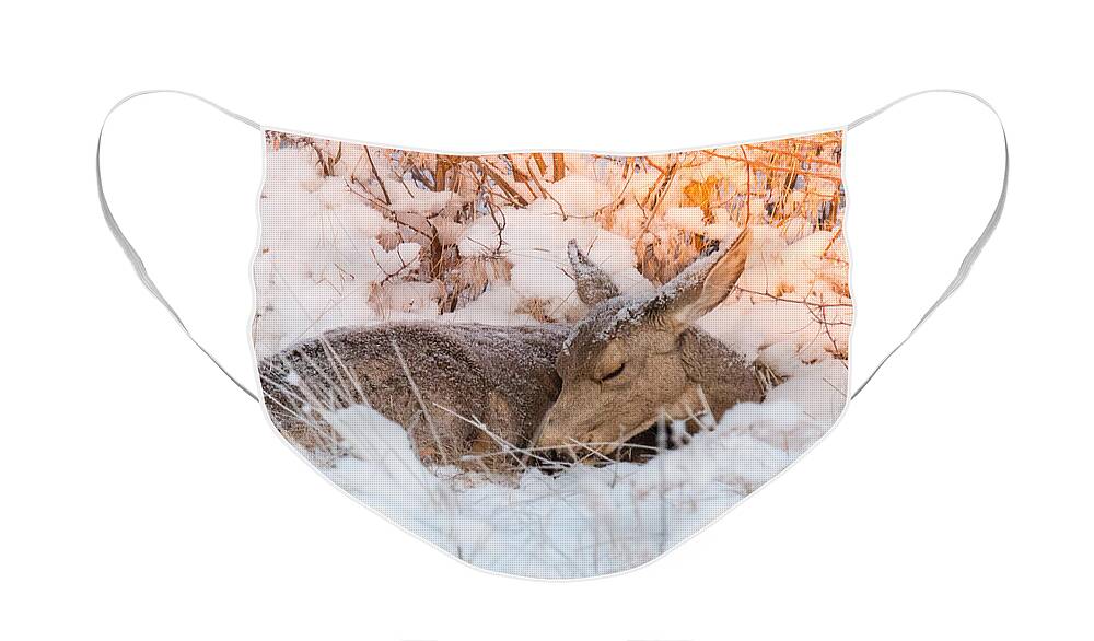 Deer Face Mask featuring the photograph Mule Deer Doe Curls Up in the Snow by Tony Hake