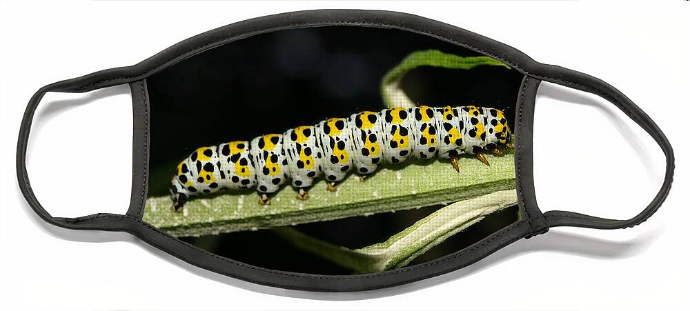 Mullein Face Mask featuring the photograph Mullein Moth Caterpillar by Richard Brookes