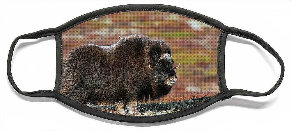 Muskox Face Mask featuring the photograph Muskox by Arterra Picture Library