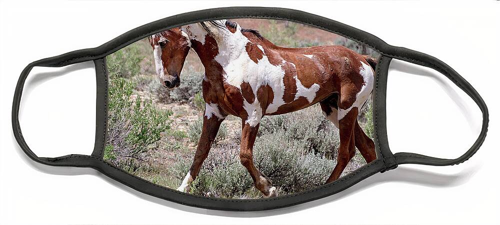 Pinto Face Mask featuring the photograph Mustang Power by Mindy Musick King